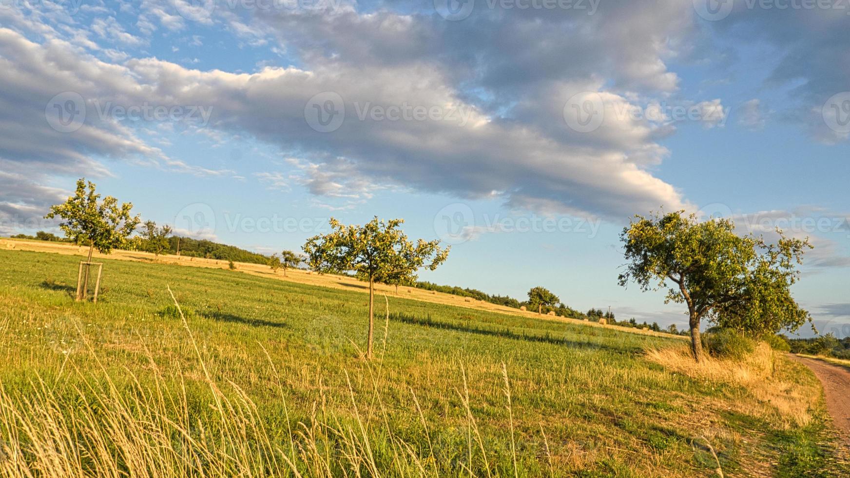 Apfelbäume auf einer Wiese vor einem Feld auf dem Strohballen liegen. Erntezeit foto