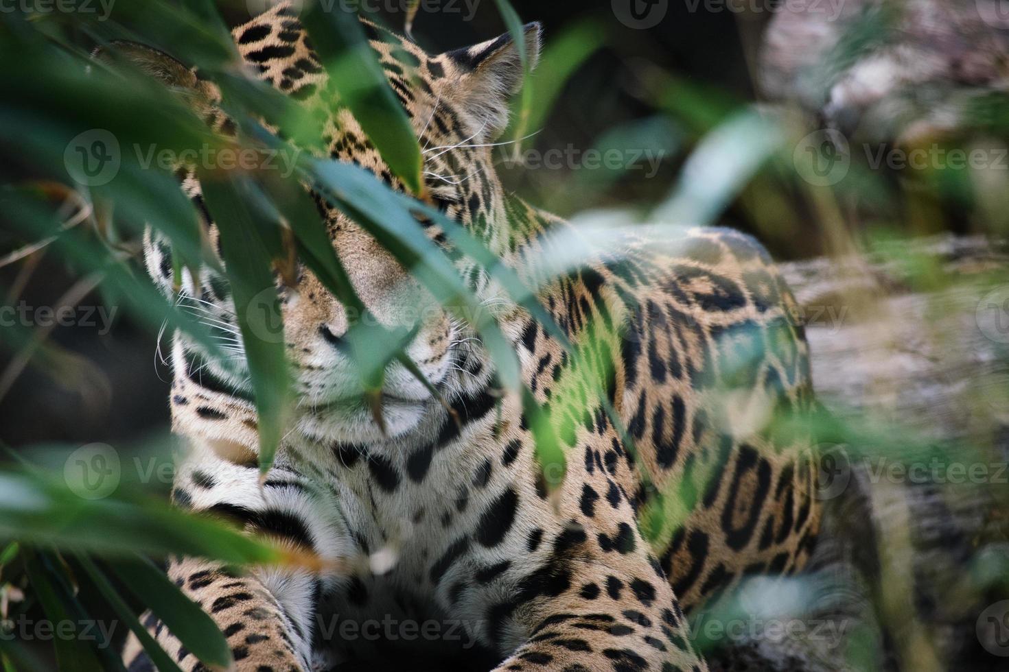 Jaguar liegt hinter Gras. geflecktes Fell, getarnt lauernd. Die große Katze ist ein Raubtier. foto