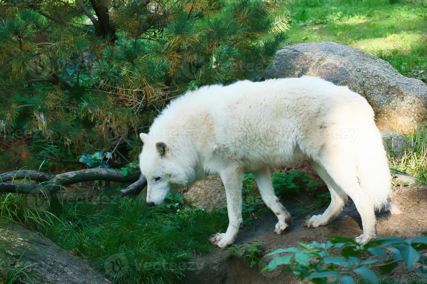 Polarwolf steht auf einer Wiese mit weißem Fell. scheues Raubtier unter den Säugetieren. Tier foto