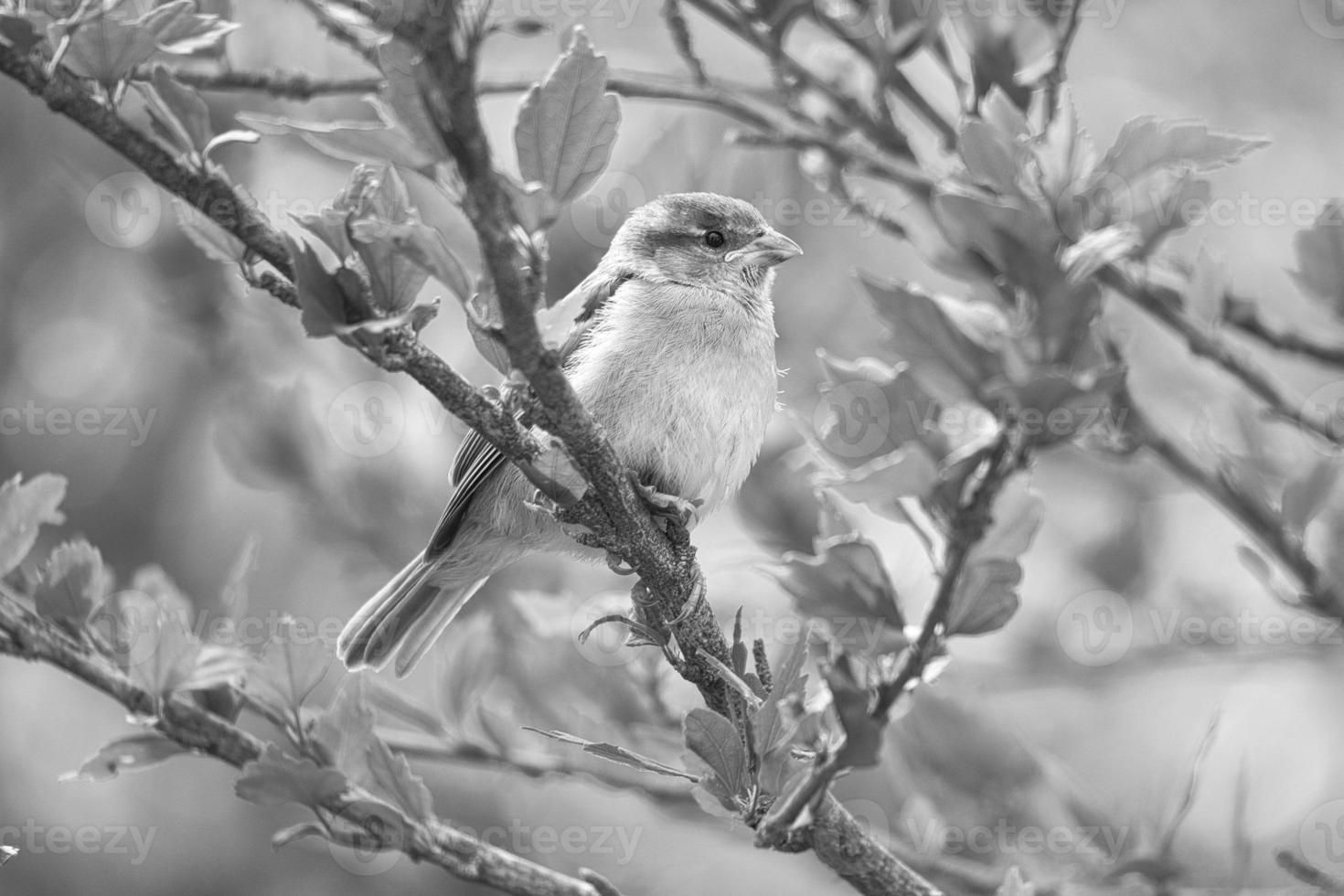 Spatz in Schwarzweiß sitzt auf einem Ast im Busch mit grünen Blättern im Sommer foto