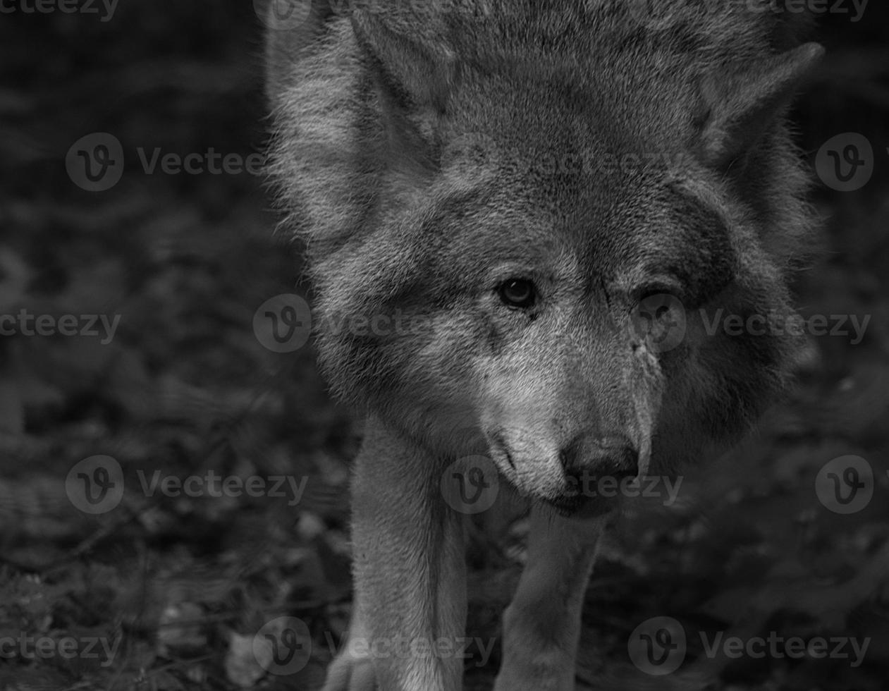 Sibirischer Wolf, in Schwarz-Weiß-Fotografie. Porträt des Raubtiers. foto