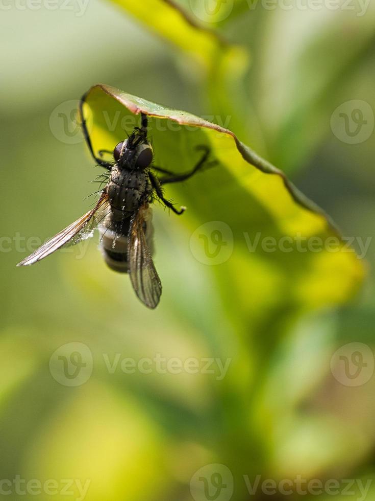 Fliegen im Makro aufgenommen. detailliert und schön foto