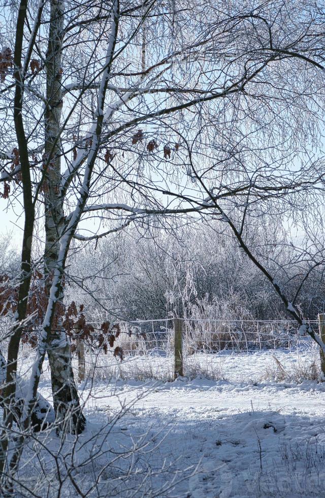 Verschneiter Birkenwald am Stadtrand von Berlin foto