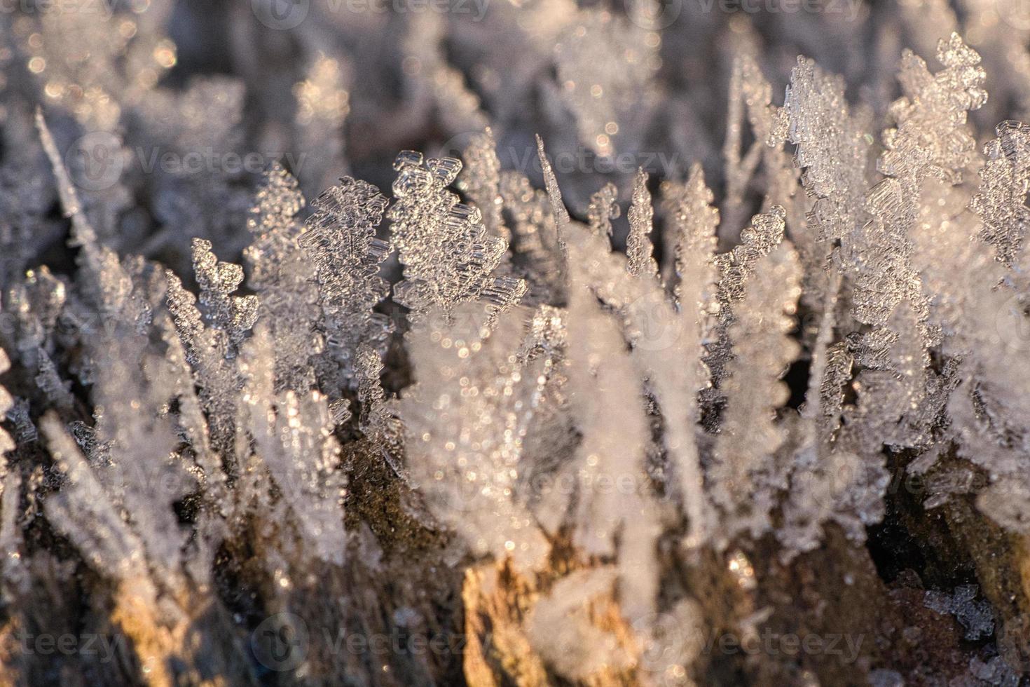 Eiskristalle, die sich an einem Baumstamm gebildet haben und in die Höhe gewachsen sind. foto