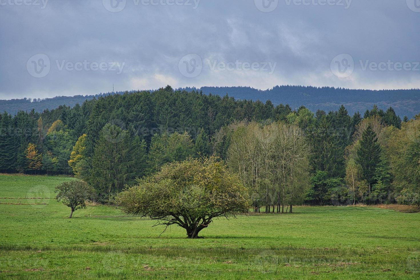 Im Saarland sehen Wälder, Wiesen und Solitärbäume im Herbst aus. foto