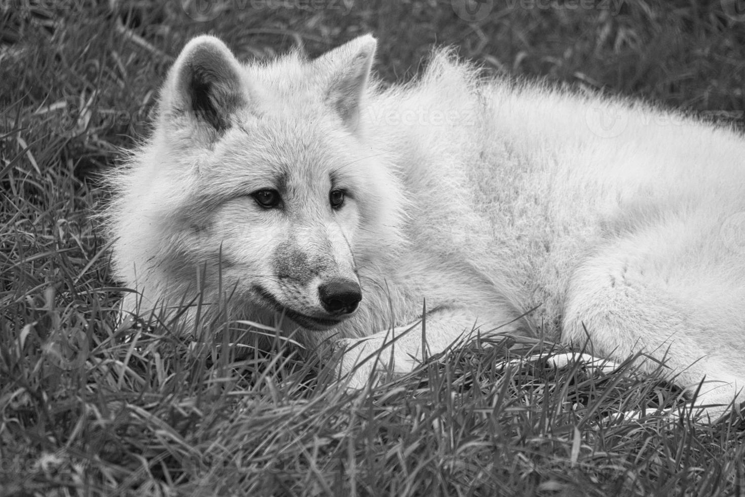 junger weißer wolf, in schwarz weiß aufgenommen im wolfspark werner freund. foto