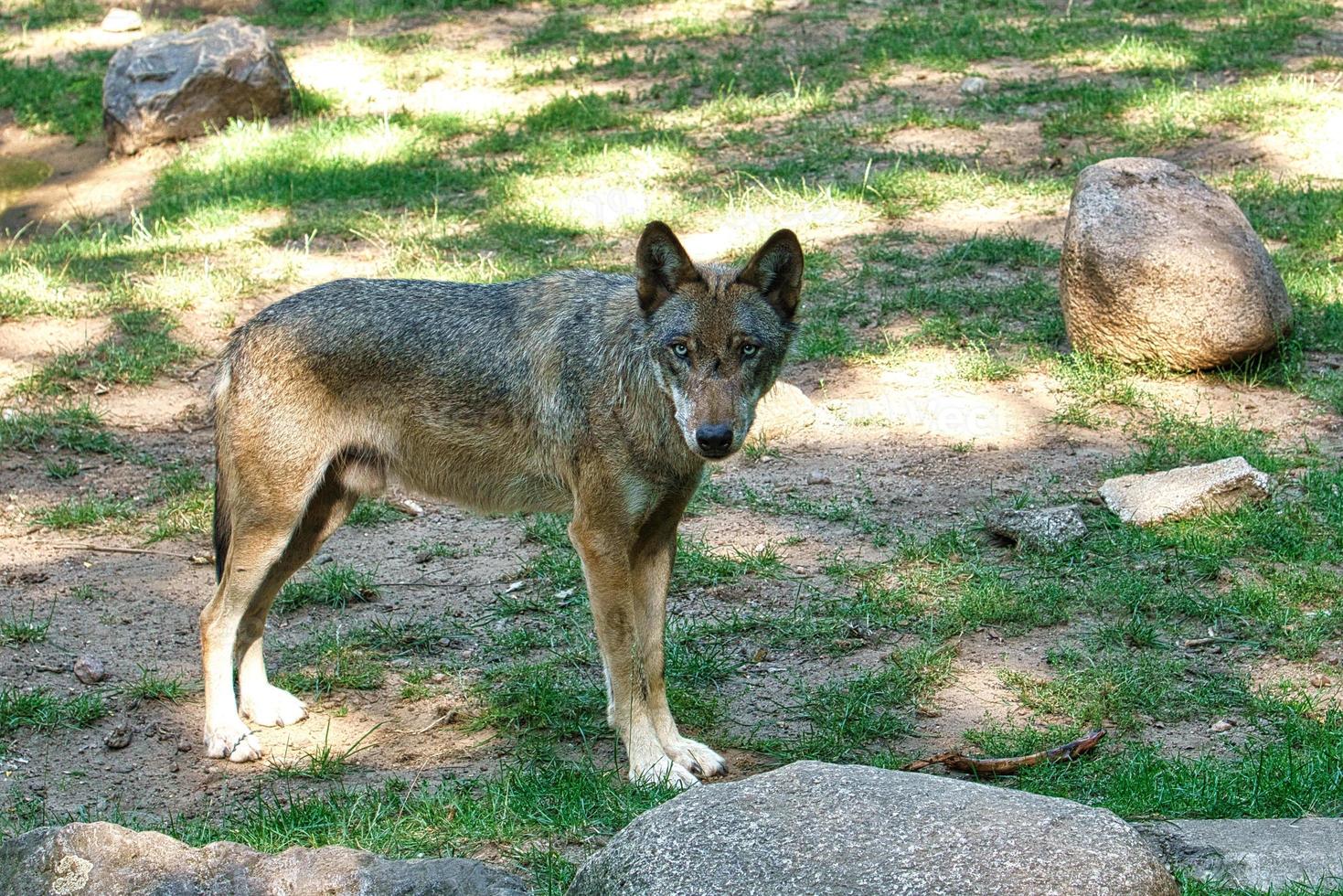 Mongolischer Wolf mit Blickkontakt zum Betrachter. entspanntes Raubtier einzeln fotografiert. foto