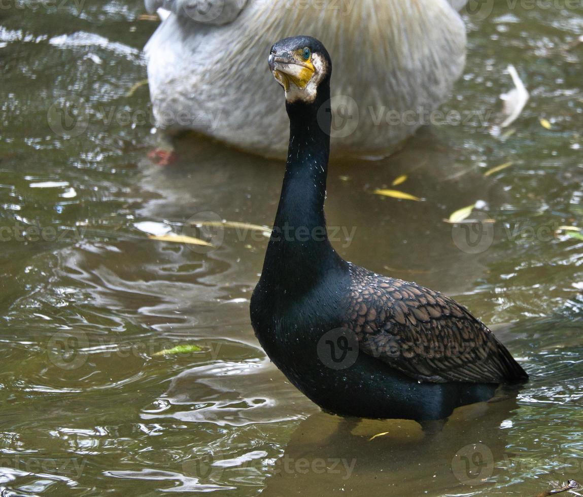 Kormoranvogel in Nahaufnahme. detailliertes Gefieder. Raubtier, das Fisch frisst. foto