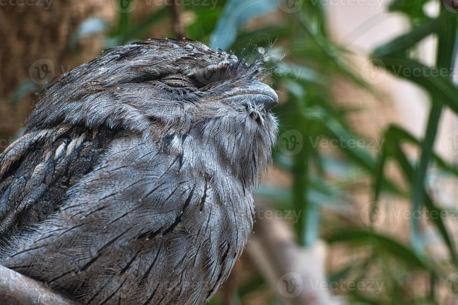 ein kleiner kautz an einem baumstamm. Augen geschlossen und schlafen. Tierfoto Eule Vogel. foto