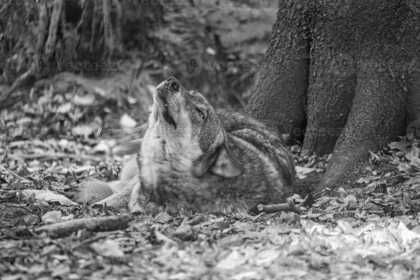 Mongolischer Wolf in einem Laubwald, Nahaufnahme in Schwarz und Weiß. foto