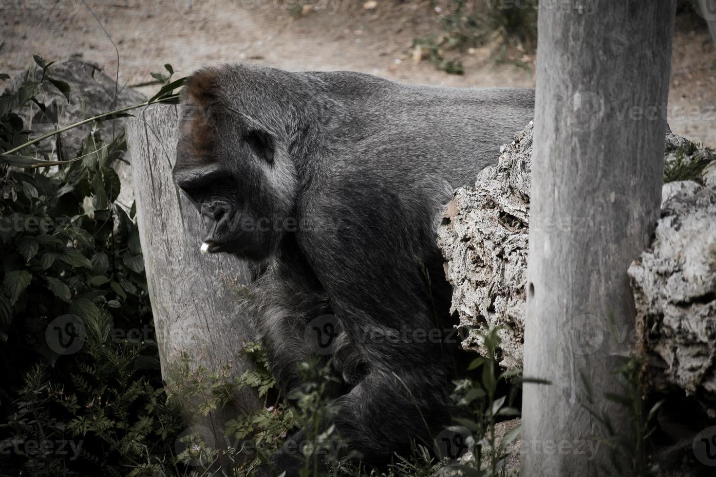 Gorilla, Silberrücken. der pflanzenfressende große Affe ist beeindruckend und stark. foto