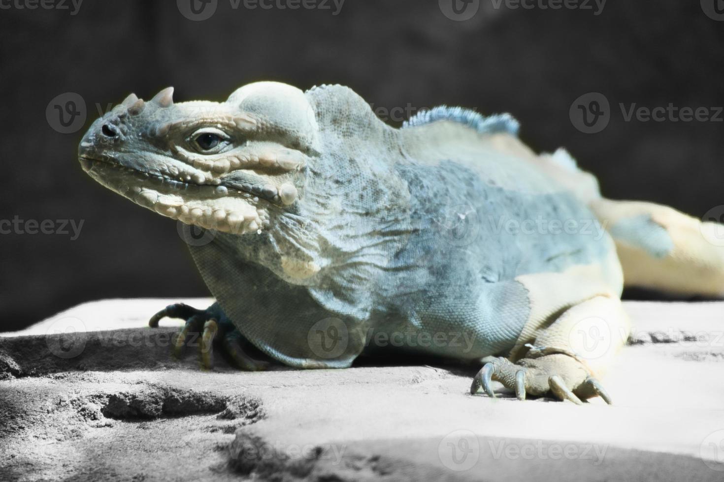 großer Leguan, der auf einem Stein liegt. dorniger Kamm und schuppige Haut. Tierfoto foto