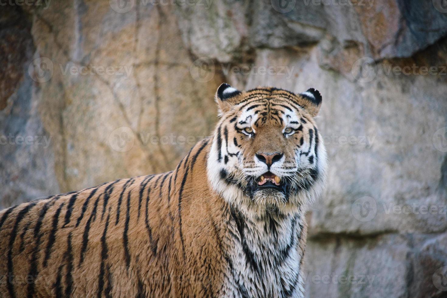 Sibirischer Tiger. elegante große Katze. gefährdetes Raubtier. weiß, schwarz, orange gestreiftes Fell foto