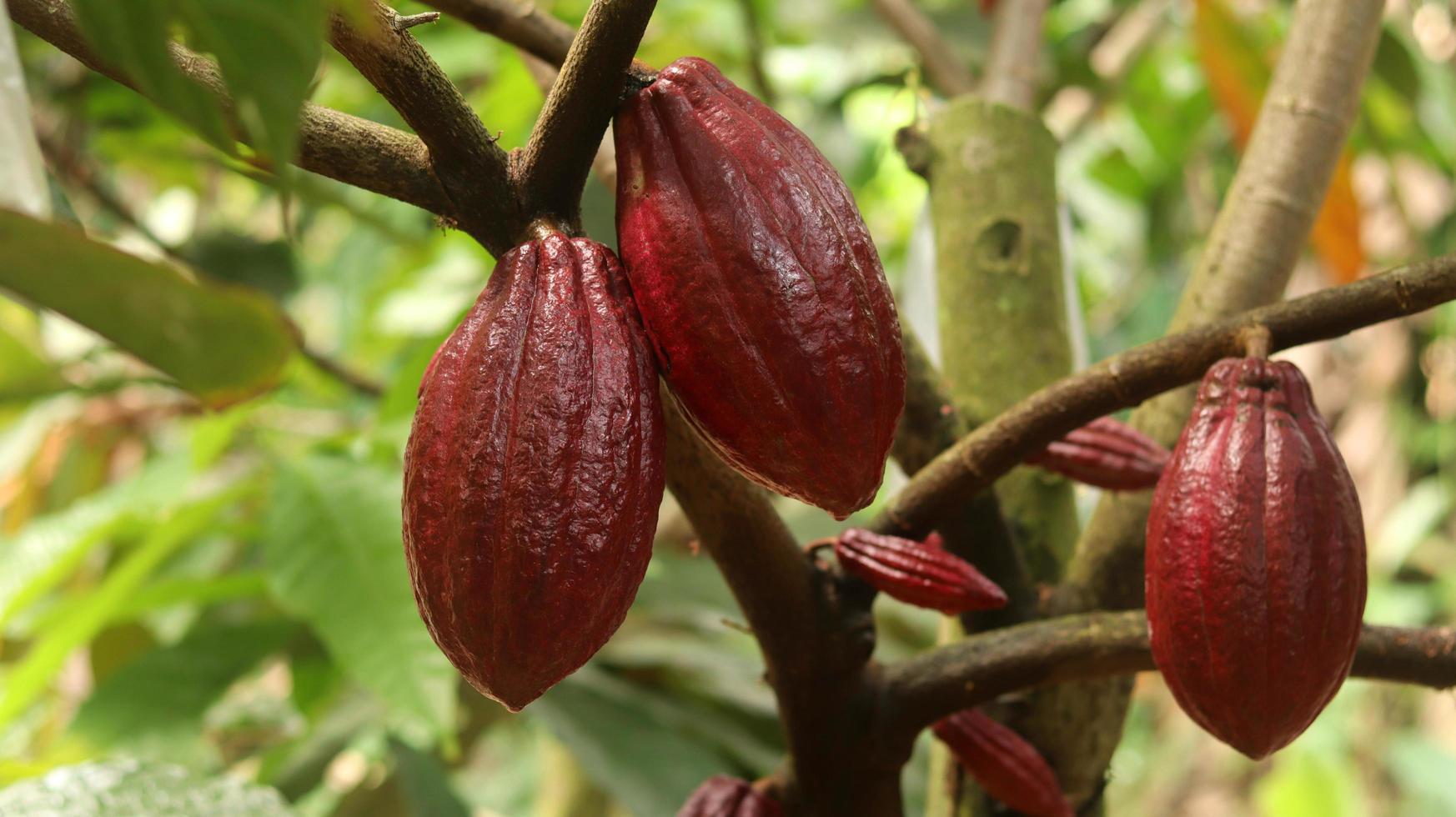 rote Kakaofrucht am Baum im Feld. Kakao oder Theobroma-Kakao l. ist ein kultivierter Baum in Plantagen, der aus Südamerika stammt, aber jetzt in verschiedenen tropischen Gebieten angebaut wird. Java, Indonesien. foto