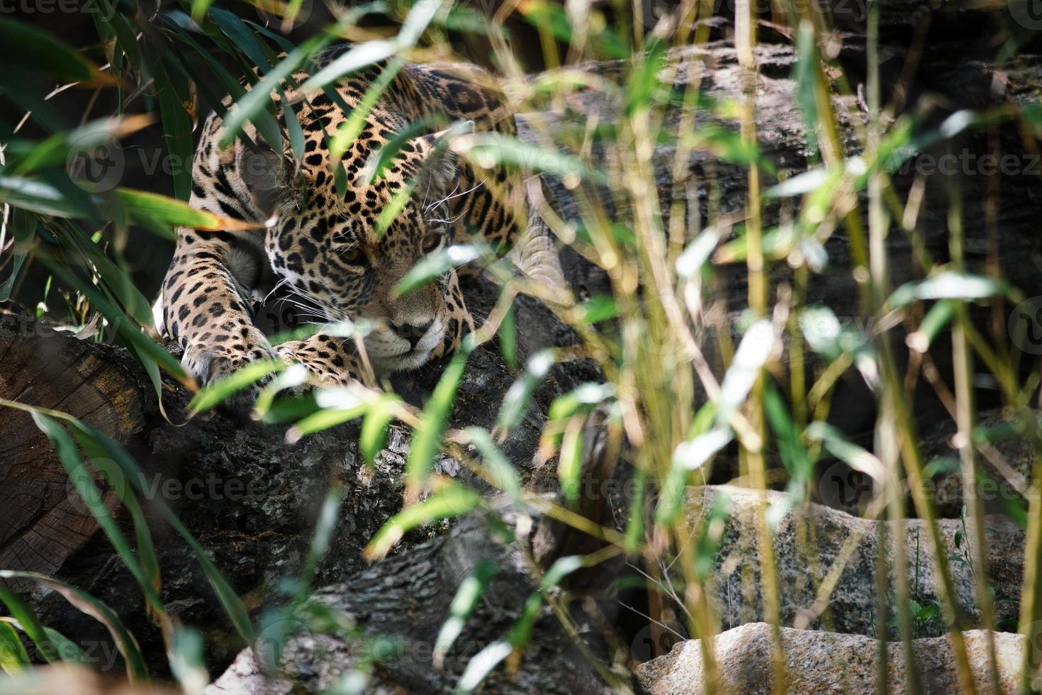 Jaguar liegt hinter Gras. geflecktes Fell, getarnt lauernd. Die große Katze ist ein Raubtier. foto