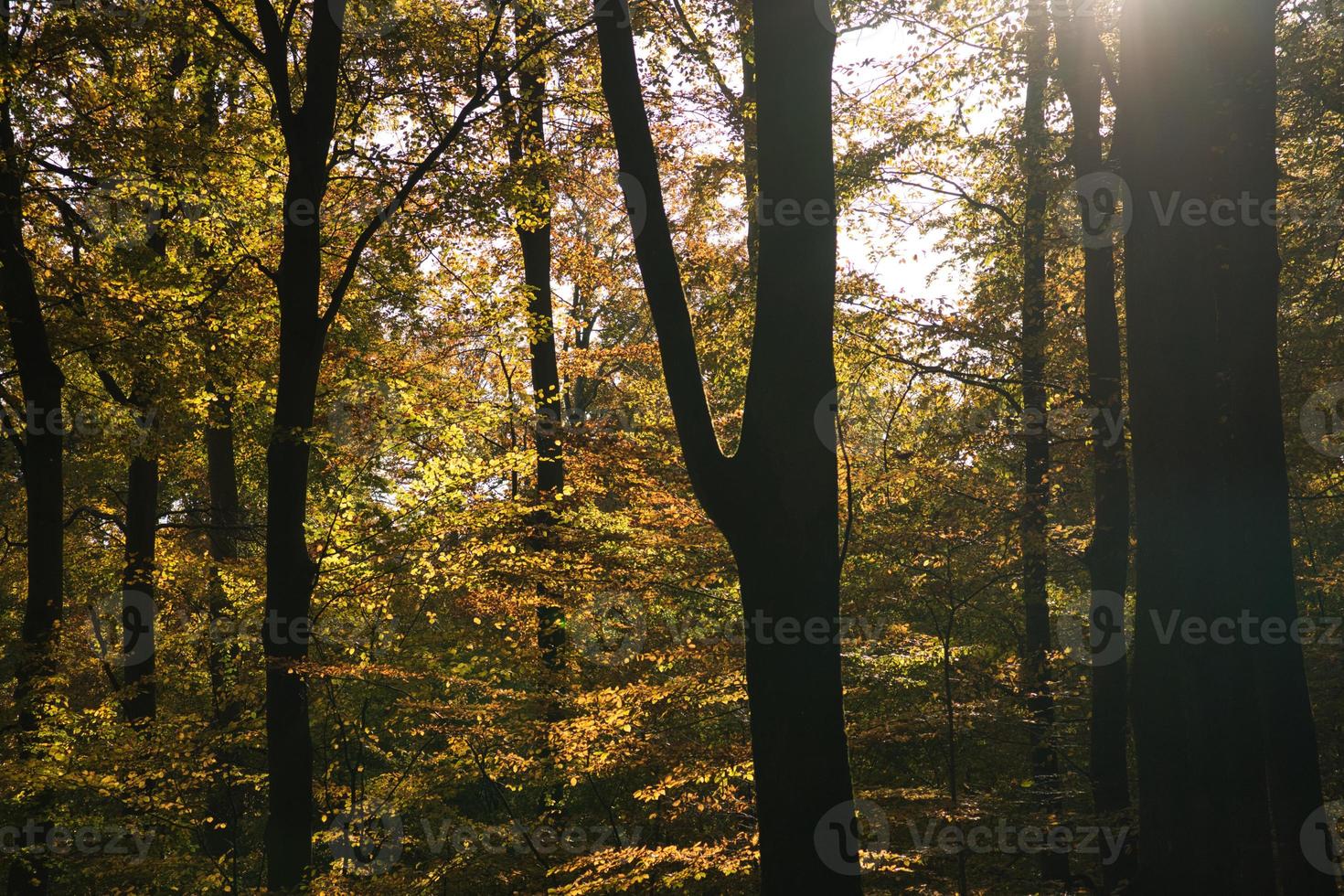 Lichtstimmung im Herbst in einem Laubwald. foto