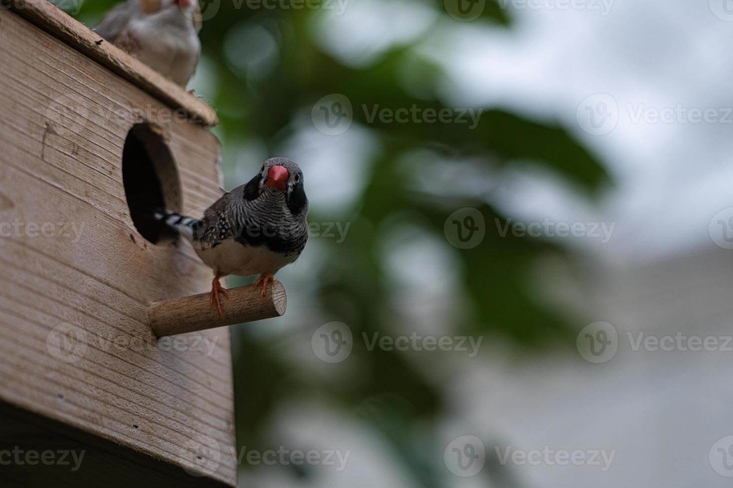 Zebrafinkenpaar auf einem Vogelhaus. foto