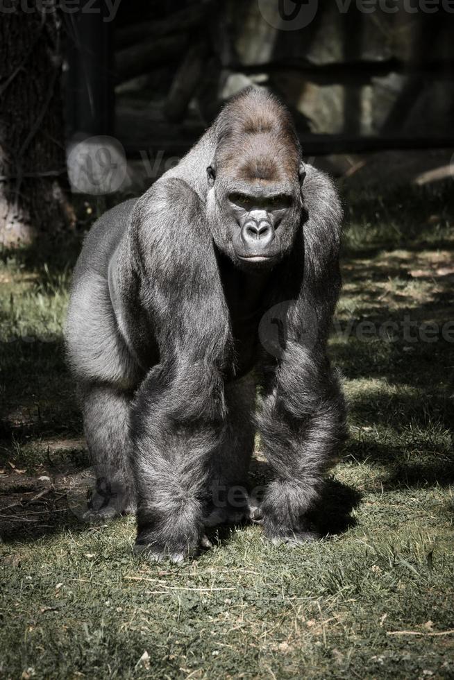 Gorilla, Silberrücken. der pflanzenfressende große Affe ist beeindruckend und stark. foto