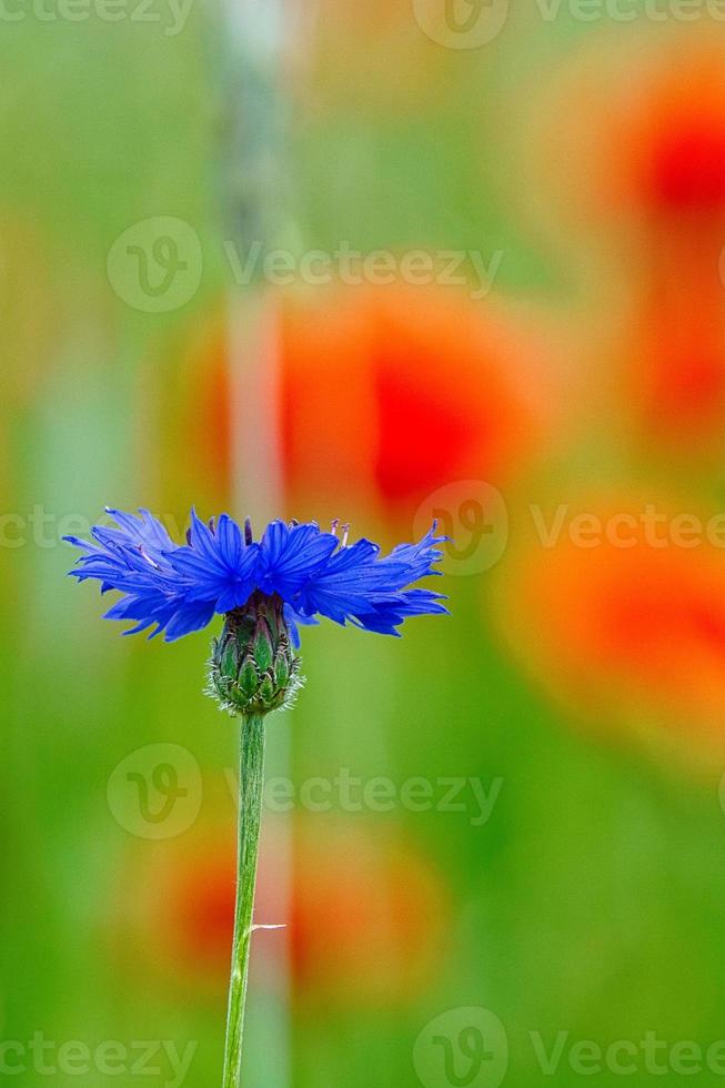 Kornblumenblüte einzeln auf einem Mohnfeld. Blau leuchten die Blütenblätter. Detailaufnahme foto