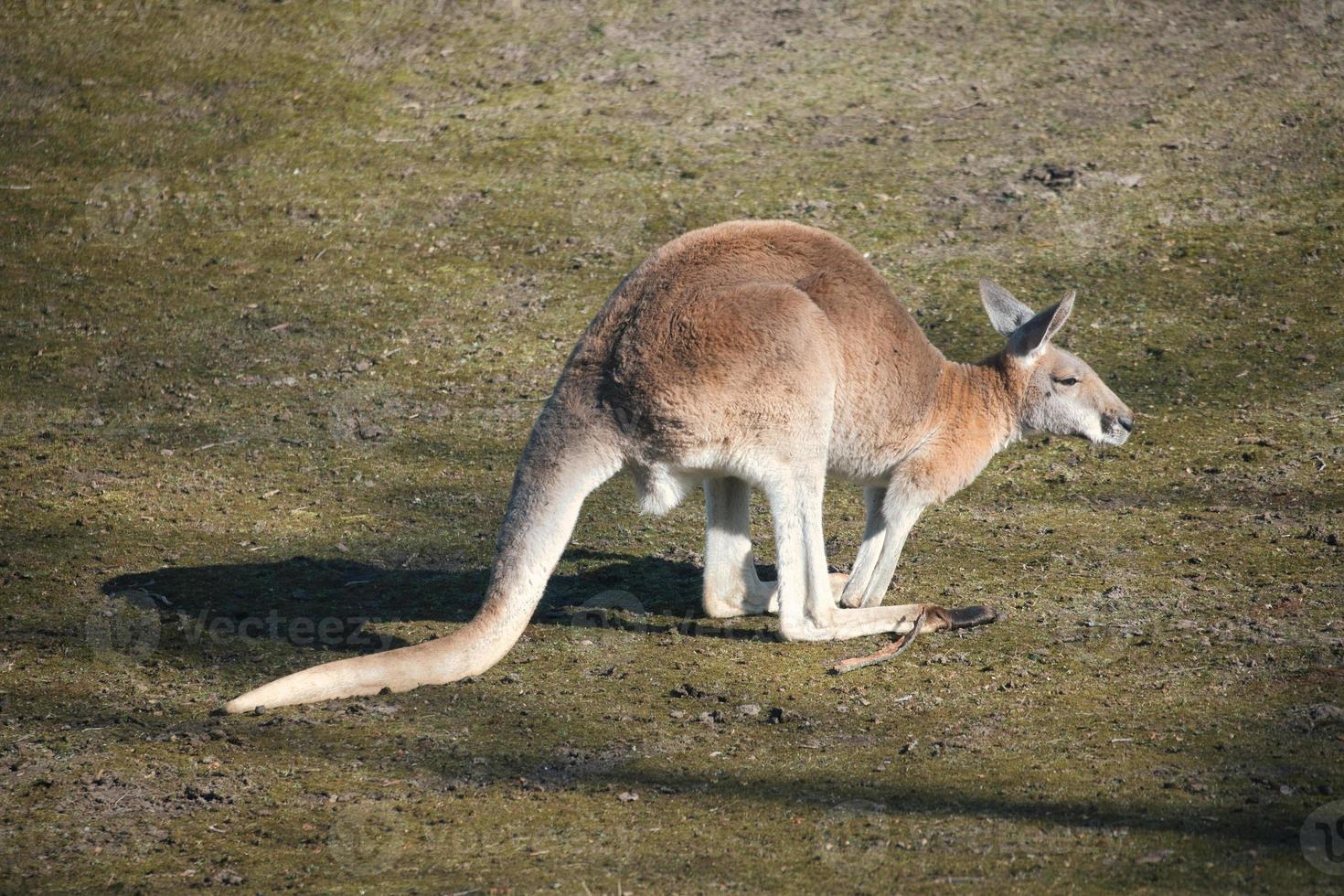 Rotes Riesenkänguru sitzt auf einer Wiese. Säugetier aus Australien. rotbraunes Fell. foto