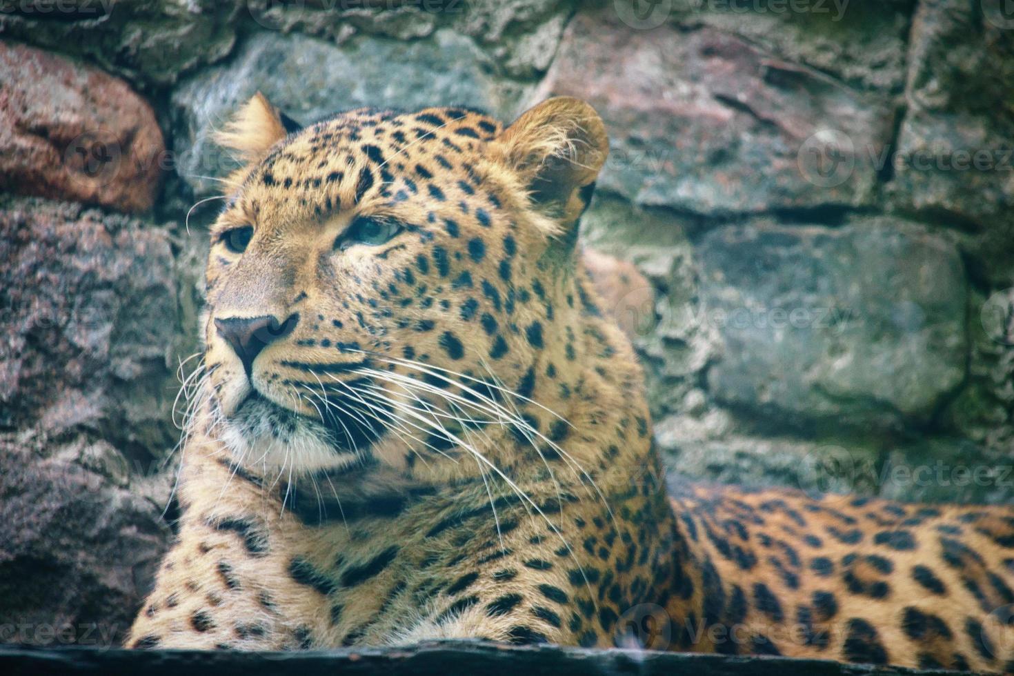 Jaguar liegt hinter Gras. geflecktes Fell. Die große Katze ist ein Raubtier. Foto eines Jägers