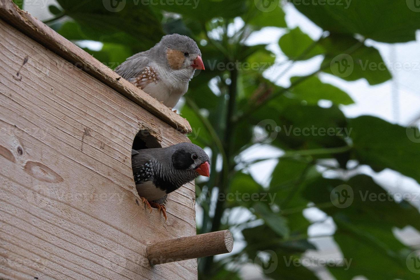 Zebrafinkenpaar auf einem Vogelhaus. foto