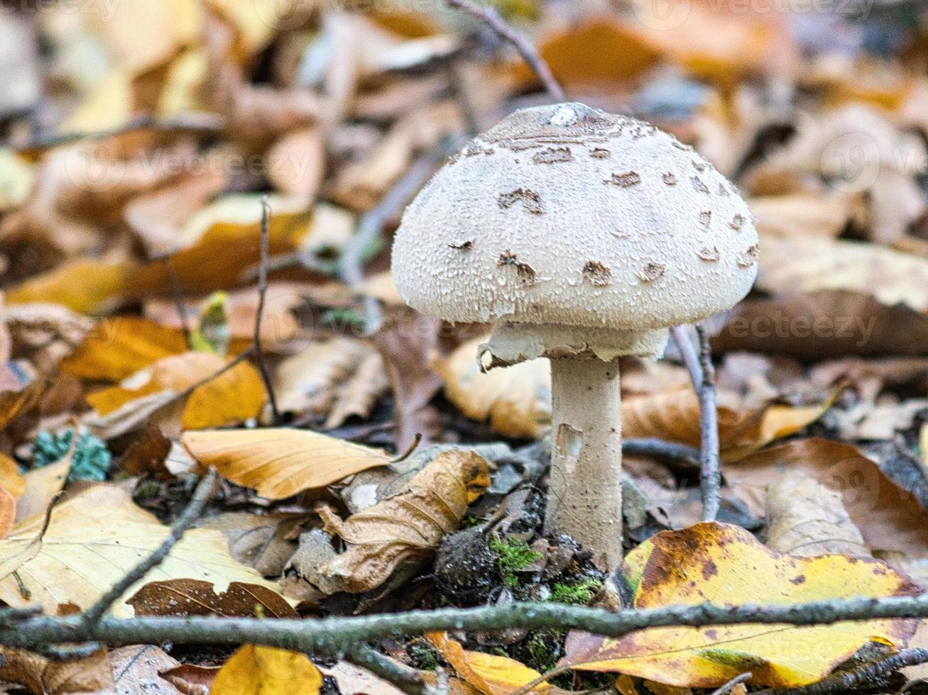 Pilz im Laubwald beim Suchen entdeckt. foto