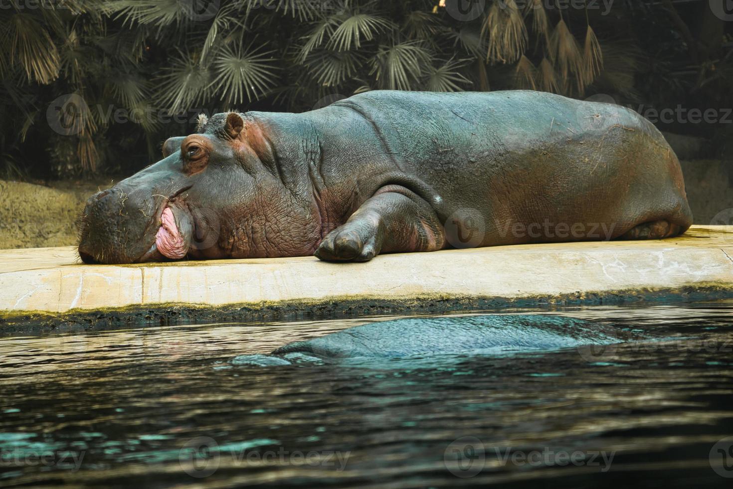 Hippo liegt auf Steinboden und ruht sich aus. großes säugetier aus afrika. veganes Tier foto