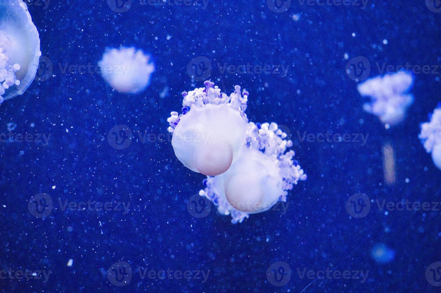 qualle, die im aquarium schwimmt, wird isoliert gezeigt. lange Tentakel. Meerestier. foto