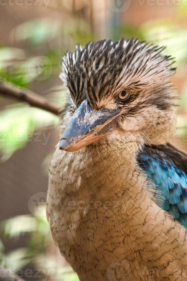 Lachender Hans auf einem Ast. schönes buntes gefieder des australischen vogels. foto