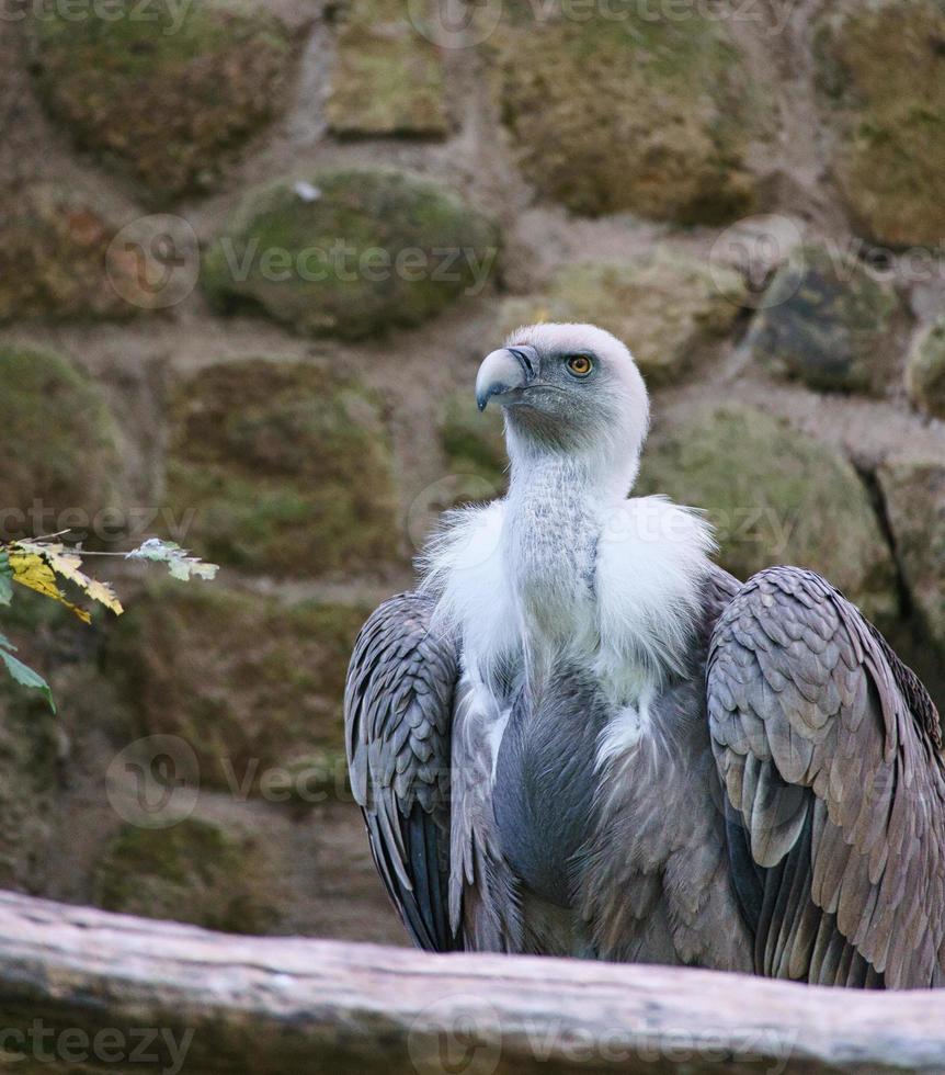 Porträt eines grauen Geiers. großer Vogel, grau, weiße Federn. Aasfresser aus Afrika foto