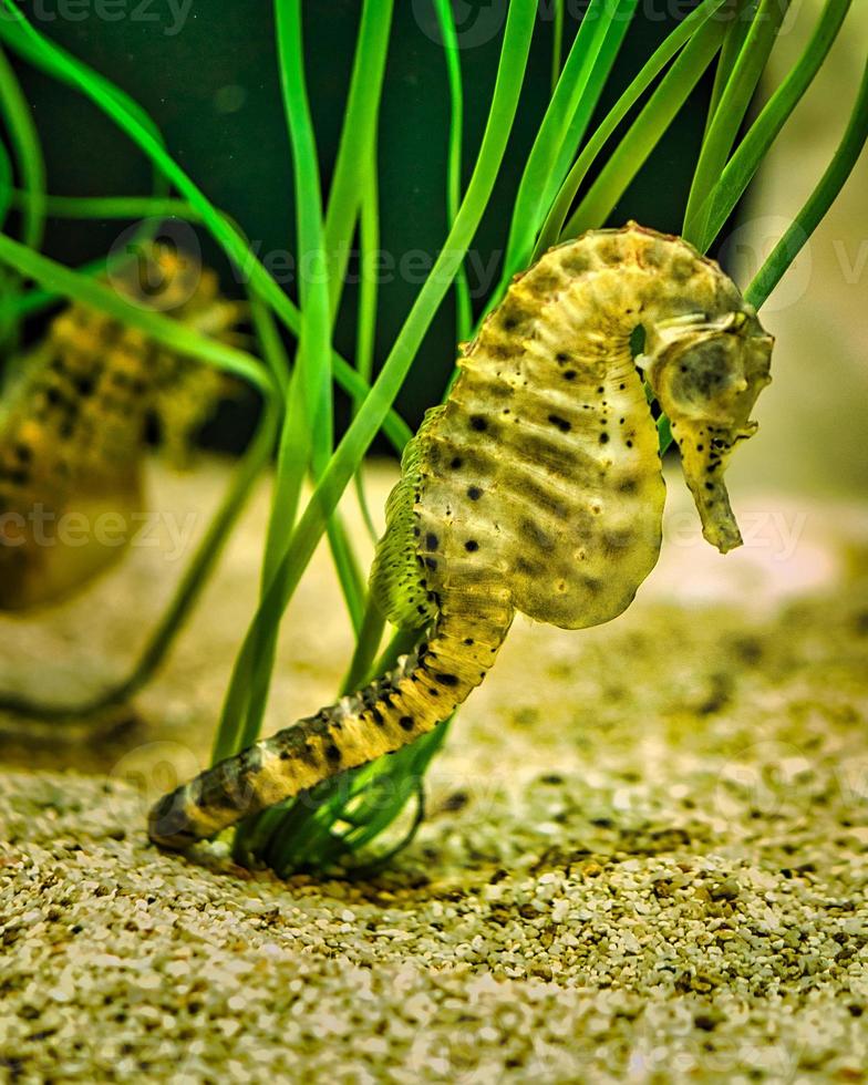 Seepferdchen im Seegras. kleine Wassertiere in Nahaufnahme. interessant zu beobachten foto