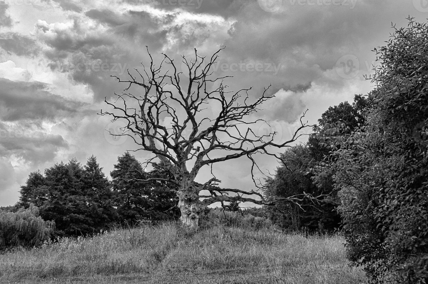 Damatic Chat White Fotografie eines toten Baumes auf einer Wiese foto