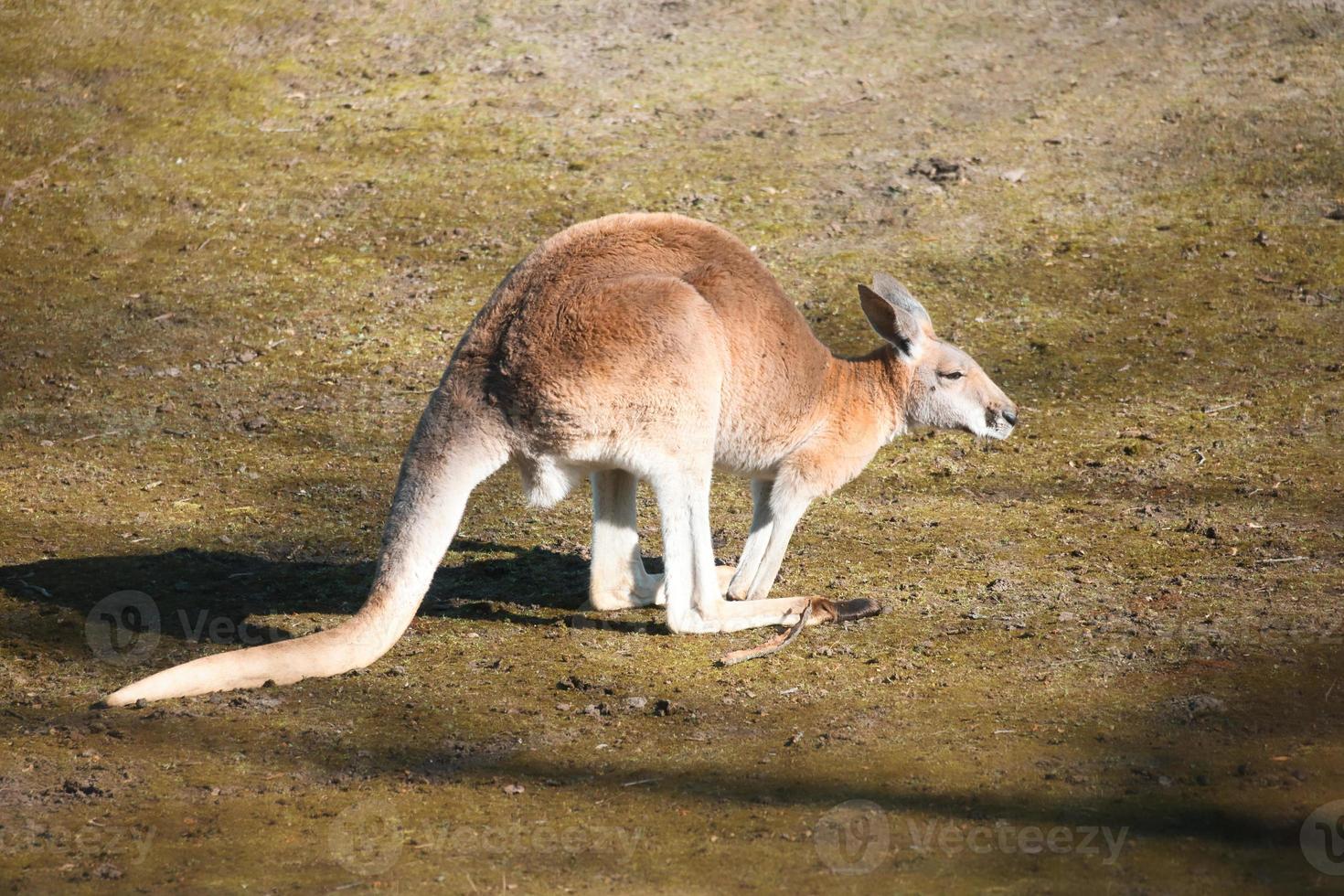 Rotes Riesenkänguru sitzt auf einer Wiese. Säugetier aus Australien. rotbraunes Fell. foto