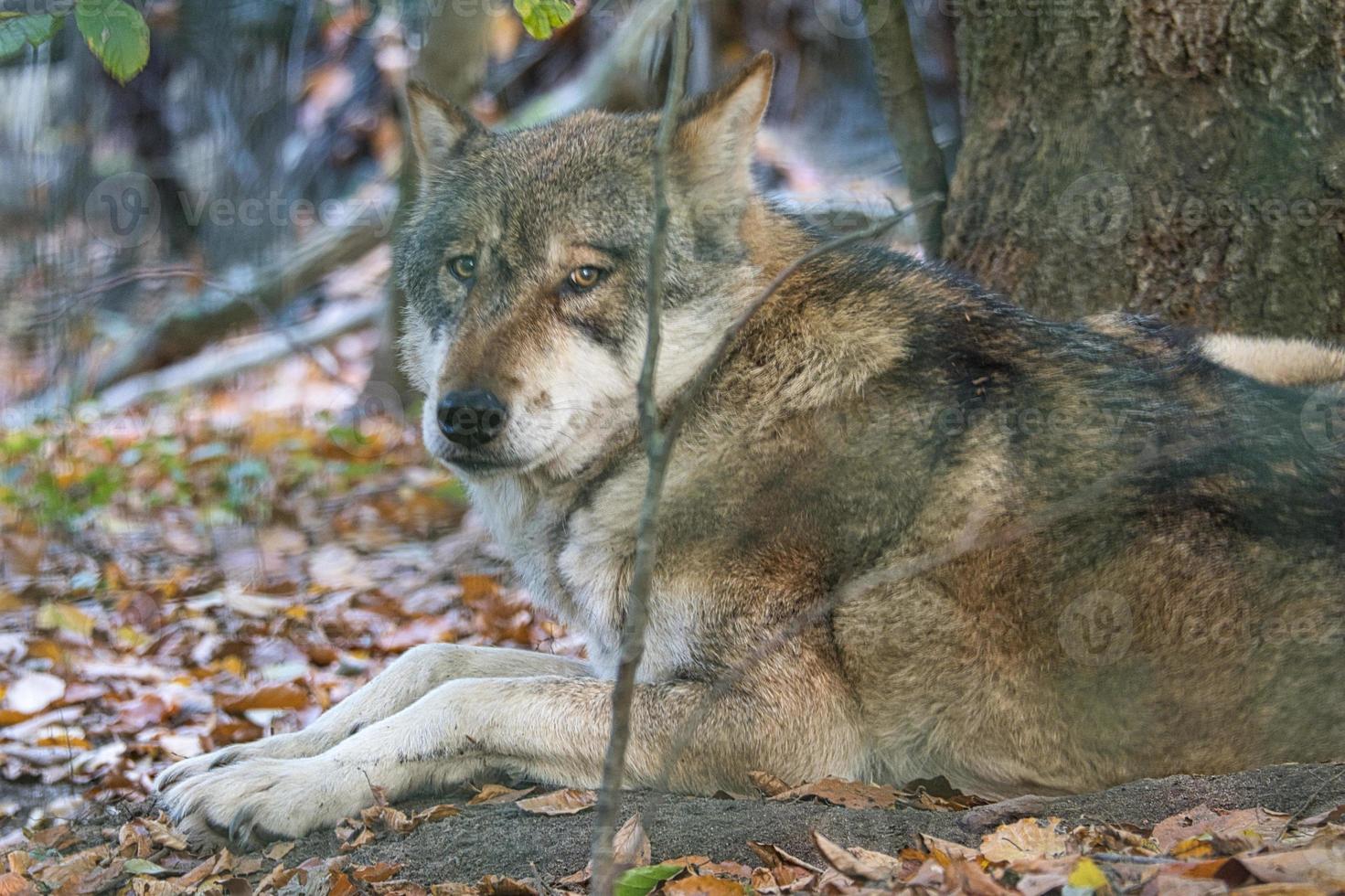 Mongolischer Wolf in einem Laubwald in Nahaufnahme foto