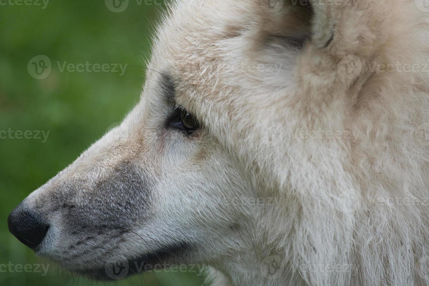 junger weißer wolf aus dem wolfspark werner freund. foto