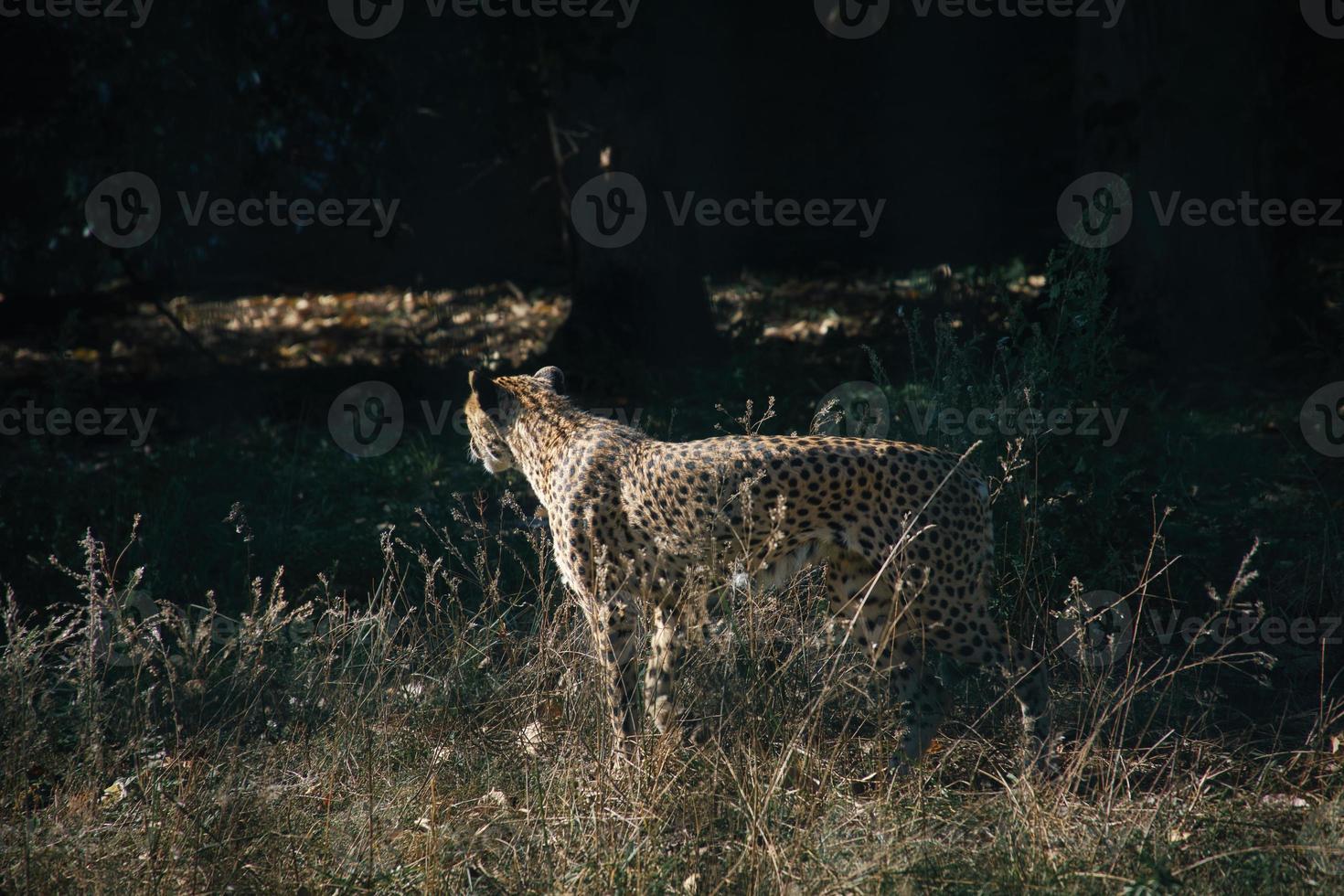 Gepard streift durch das Gras. große katze aus afrika. Tierfoto von Raubtier foto