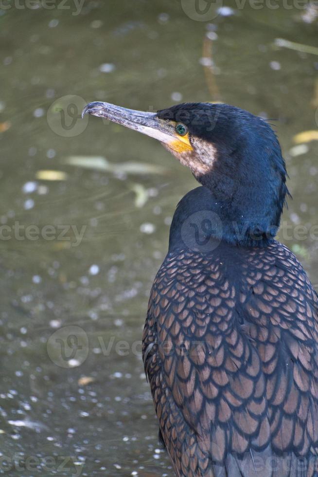 Kormoranvogel in Nahaufnahme. detailliertes Gefieder. Raubtier, das Fisch frisst. foto