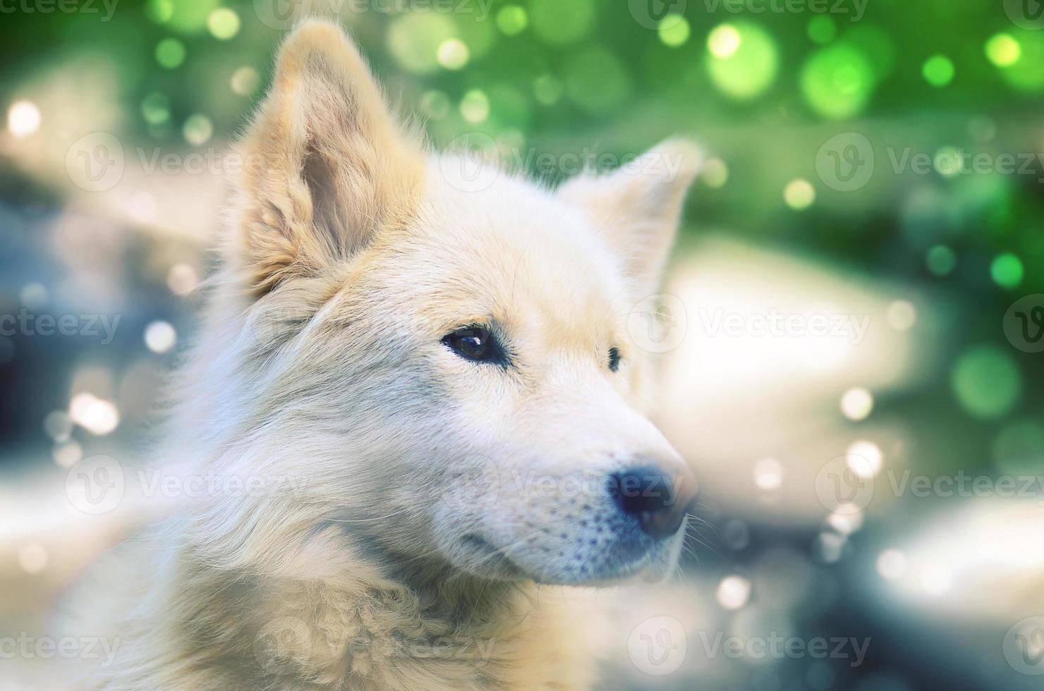 Weißer sibirischer Samoyed-Husky-Hund mit heterochromen Augen foto