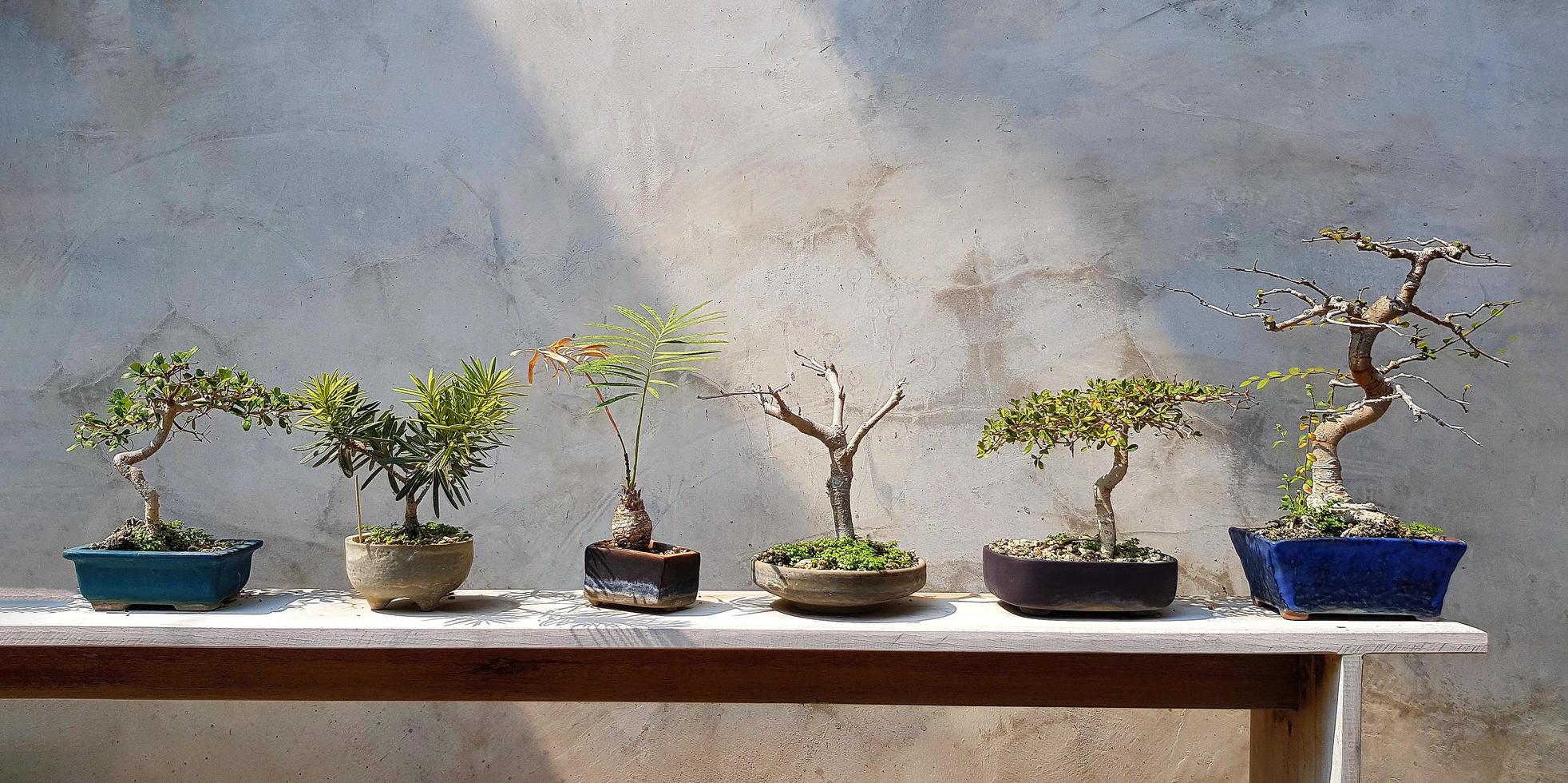 Grüner Bonsai im Baumtopf auf Holzregal zum Verkauf oder dekoriertes Haus oder Haus mit grauem Dachbodenwandhintergrund. Baumgruppe auf weißem Holztablett mit Sonnenlicht und grauer Beton- oder Zementtapete. foto