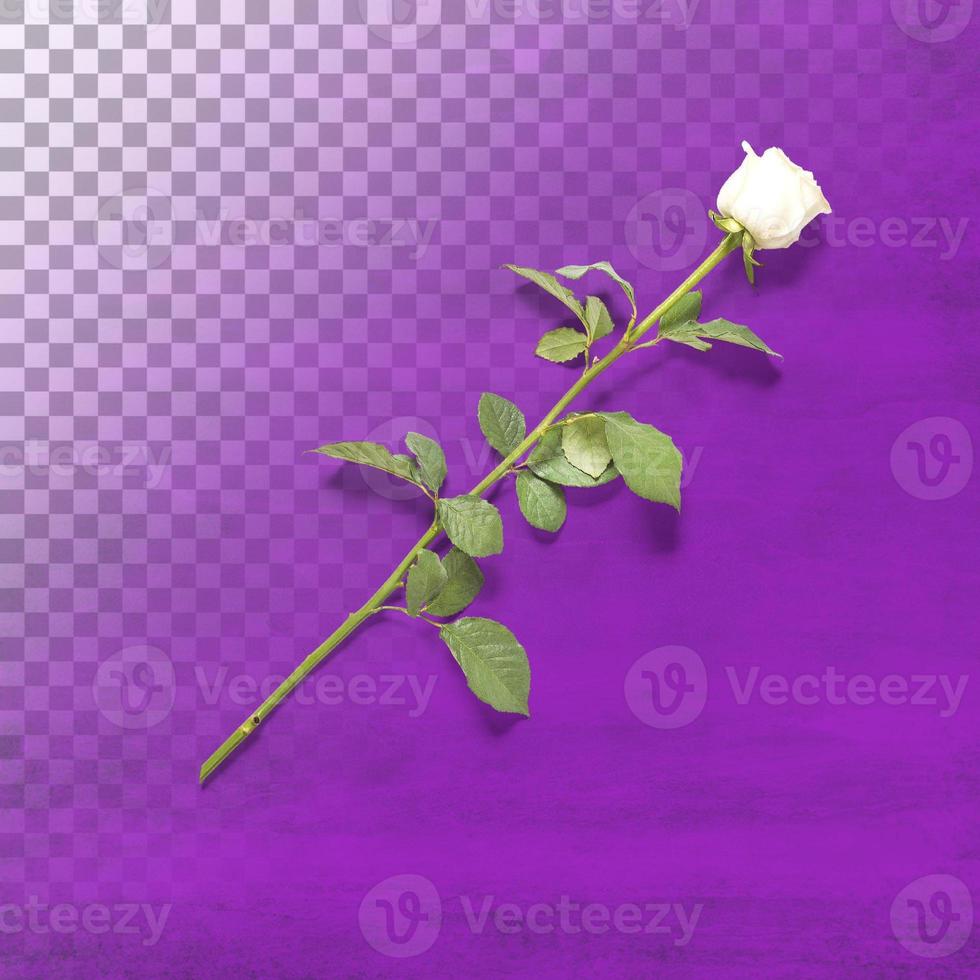 einzelne weiße rose isoliert auf transparent foto