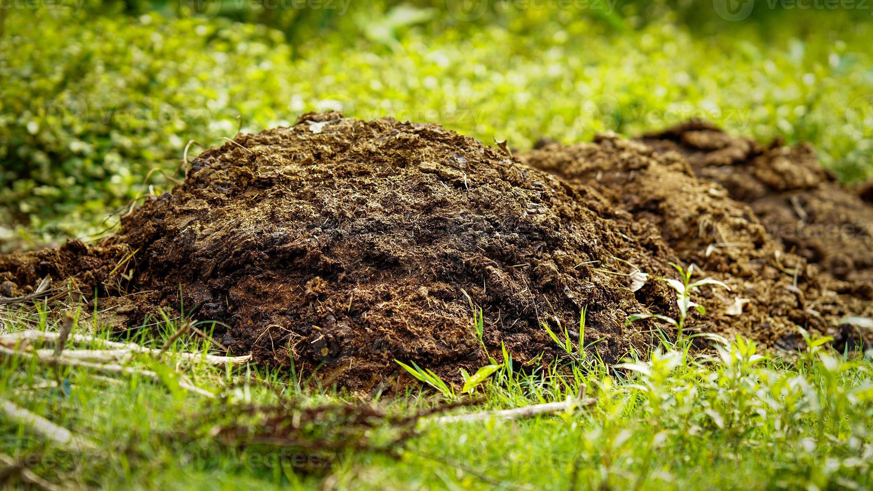 Kuhmist auf dem Bauernhof foto