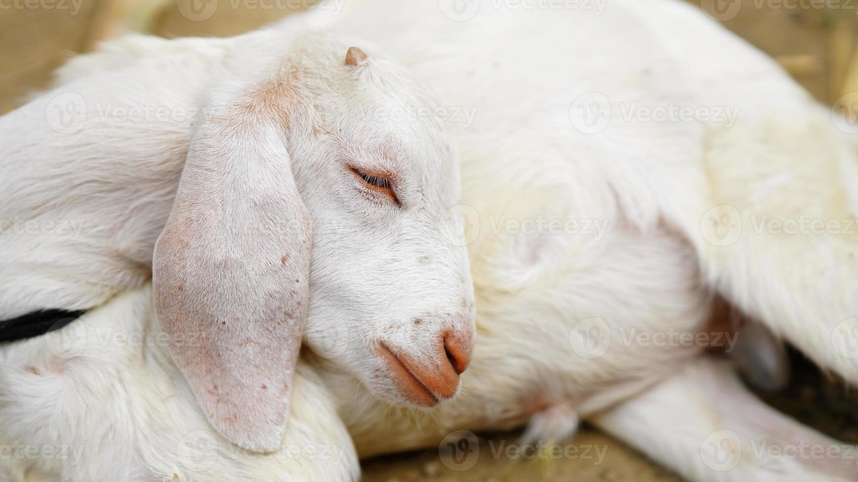 traurige weiße ziege, die im boden sitzt foto