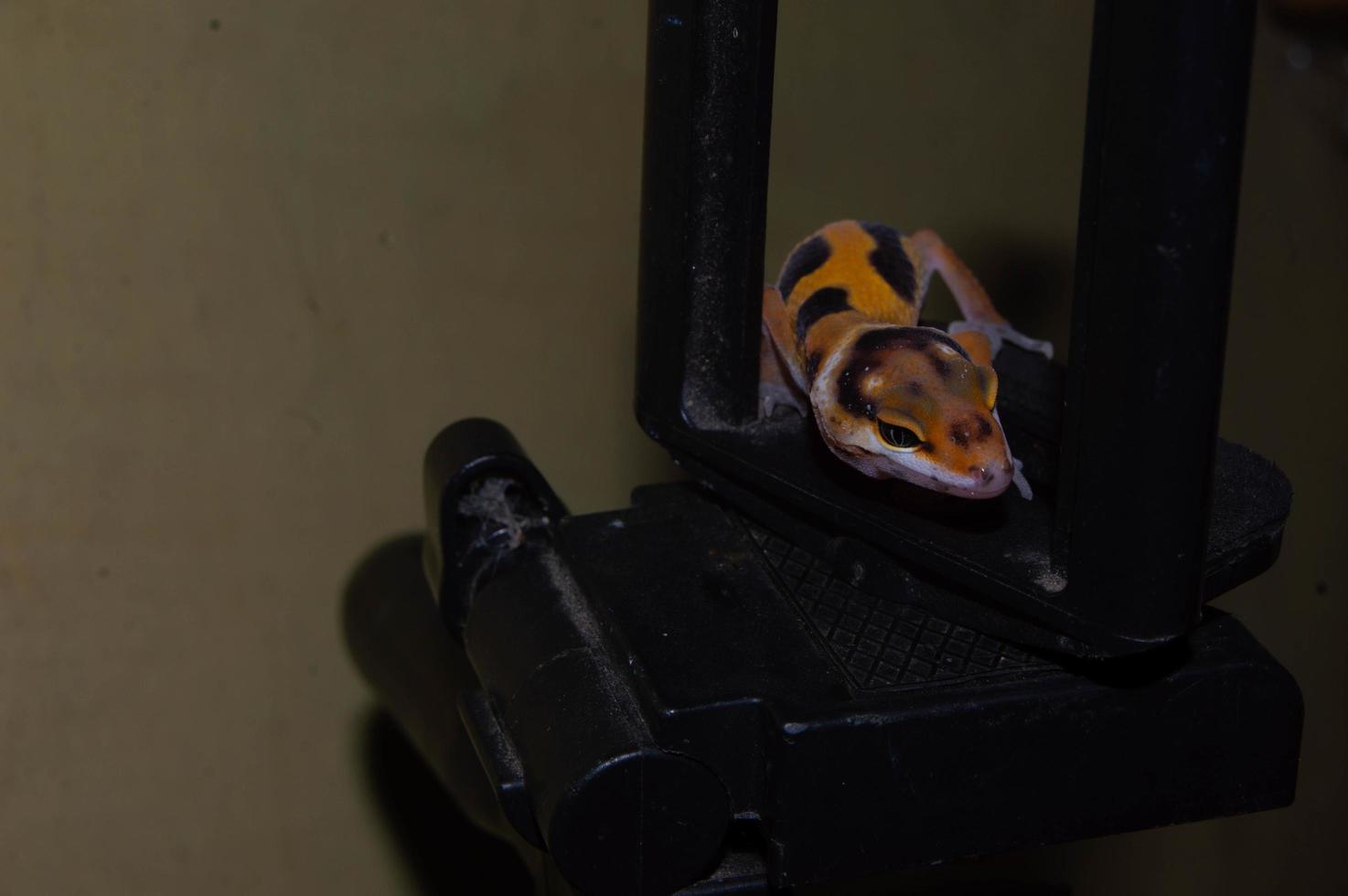 Leopardgecko-Eidechse, die auf einem Kamerastativ spielt foto