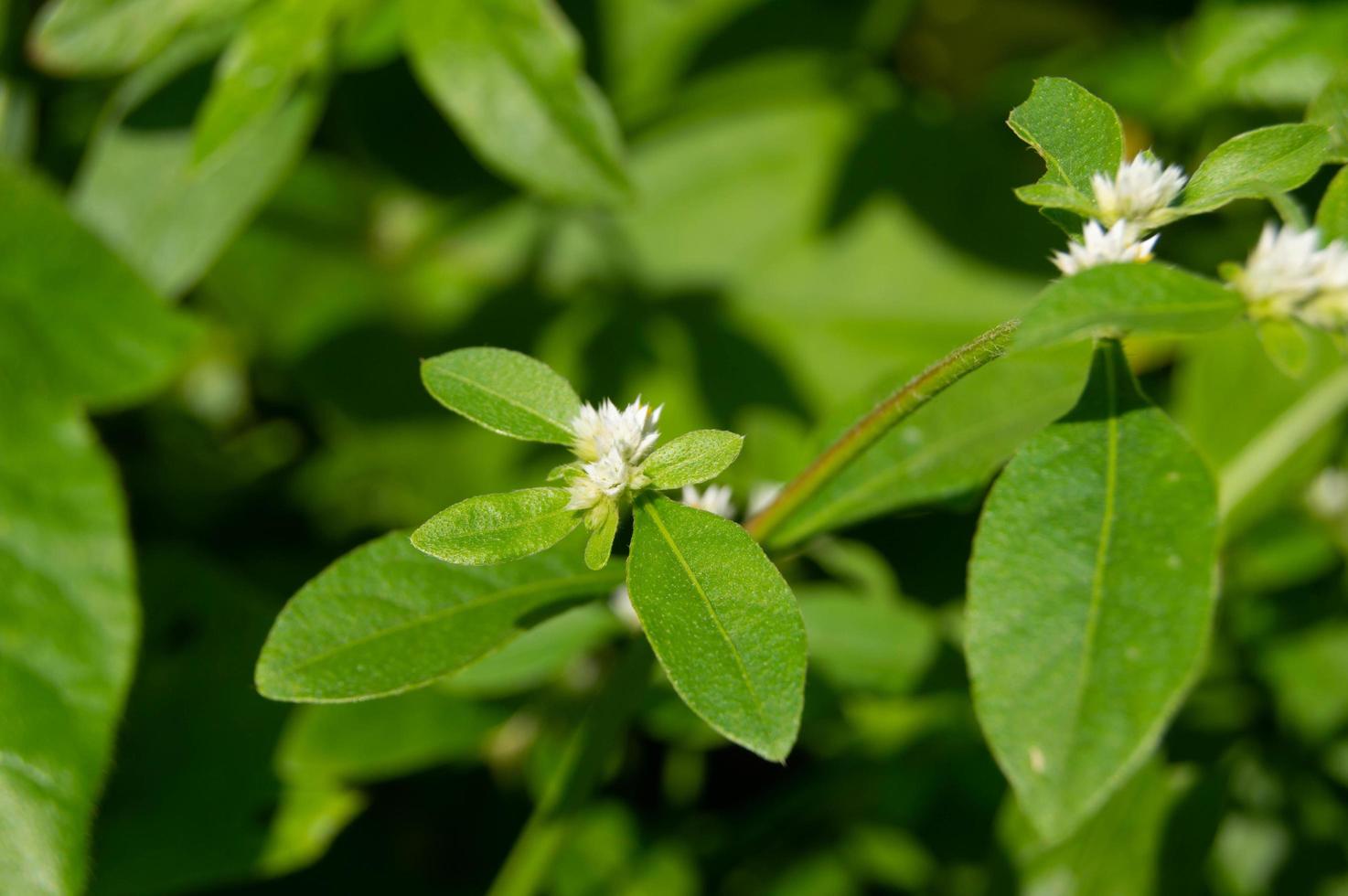 Nahaufnahme der Wildpflanze mit kleinen weißen Blüten foto