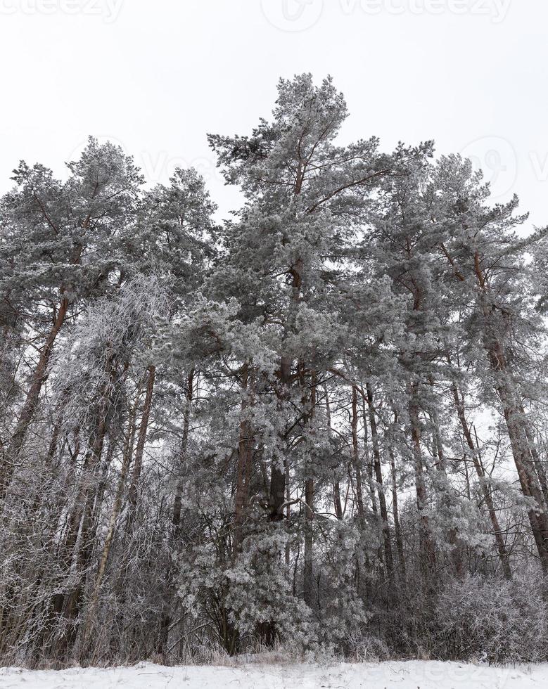 Winterwald, Bäume foto