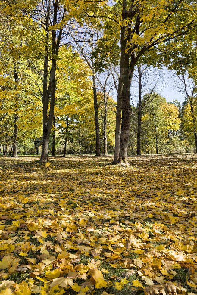 vergilbte Bäume, Park foto