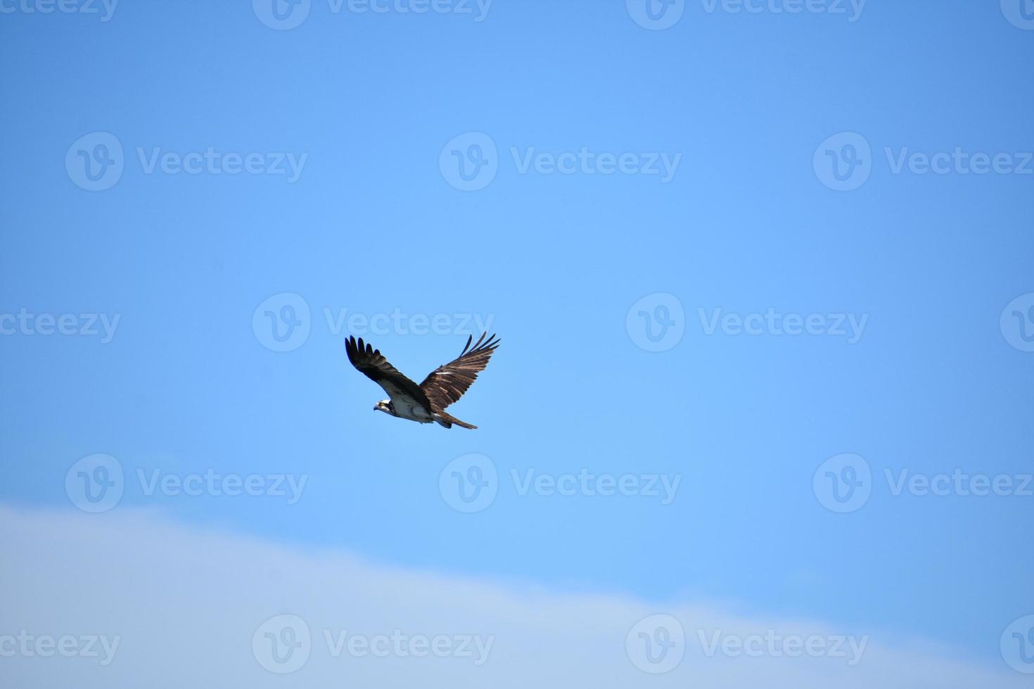 Fischadler fliegt über eine Wolke am Himmel foto