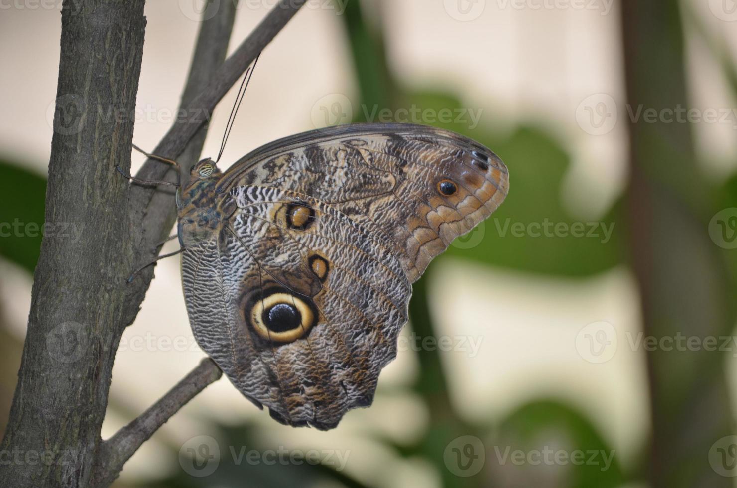 Nahaufnahme eines hübschen braunen Morpho-Schmetterlings foto