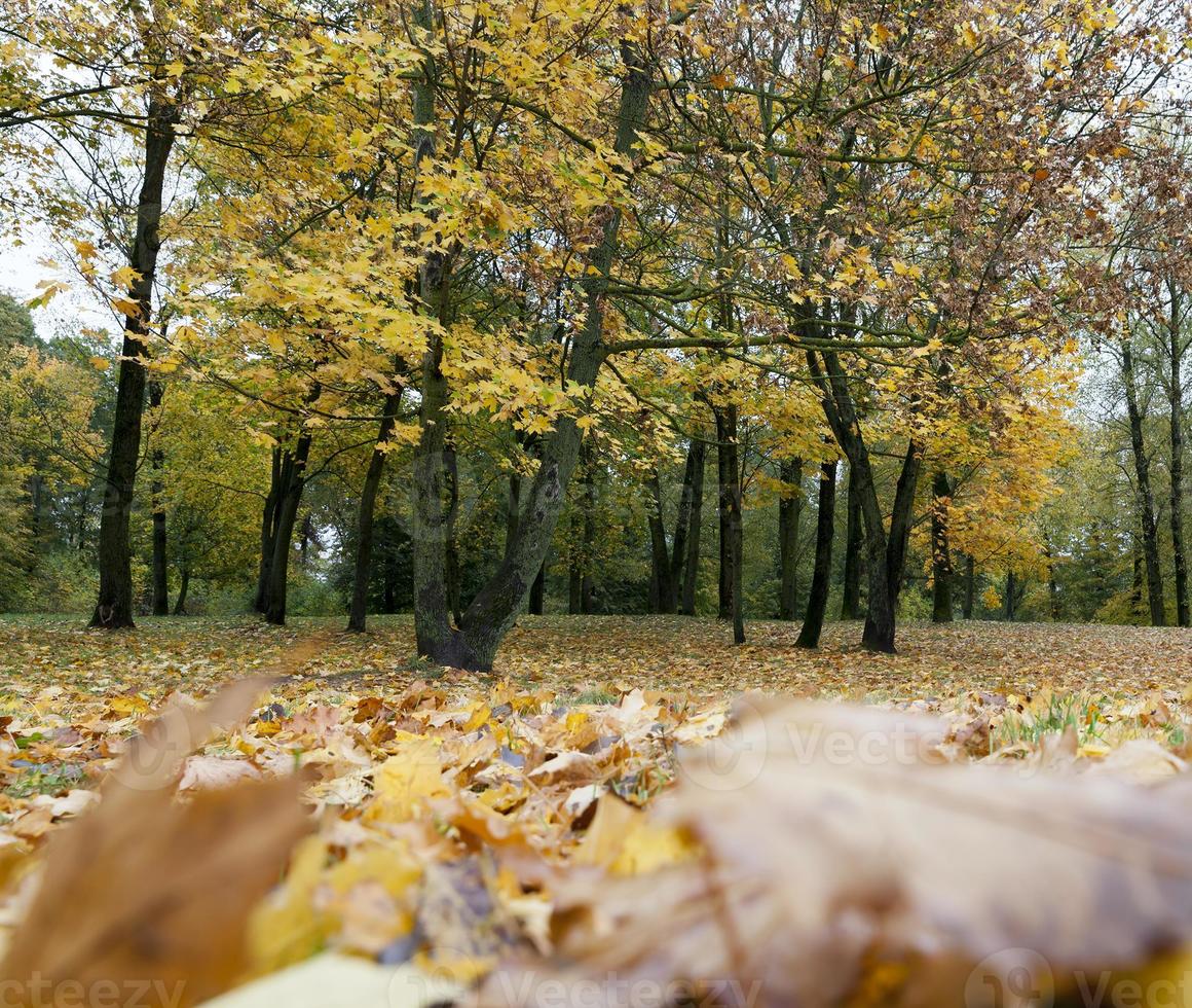 gelbes Ahornlaub foto